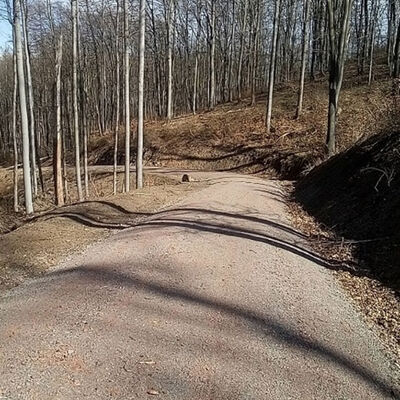 Bild vergrößern: Neuer Forstweg im Stadtwald Wernigerode fertiggestellt