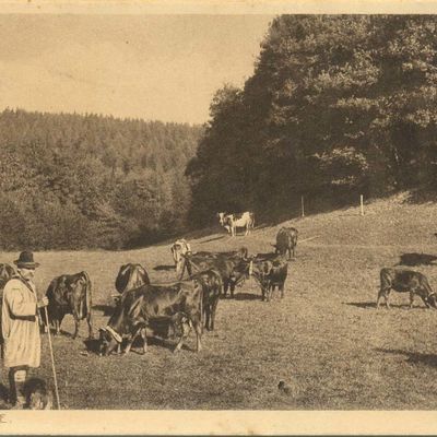 Bild vergrößern: PK_VI_0210 Wernigerode Ausflugsziele Kuhherde im Harzer Gebirge