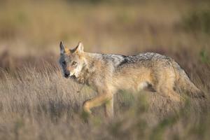 Wolf in der Seitenansicht