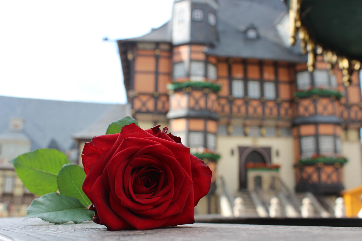 Fotos / Stadt Wernigerode