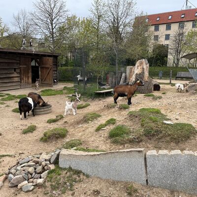 Ziegengehege im Bürgerpark