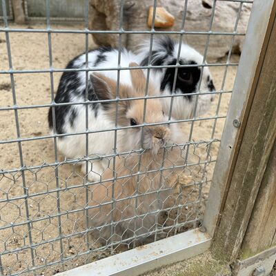 Hase im Bürgerpark