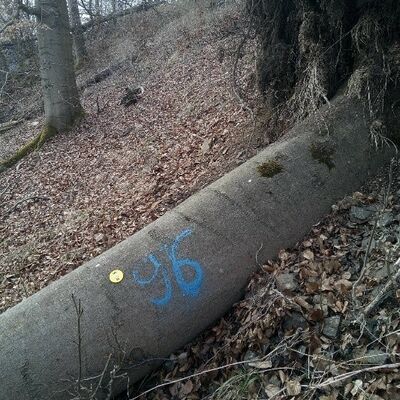 Umgestützte Altbuche