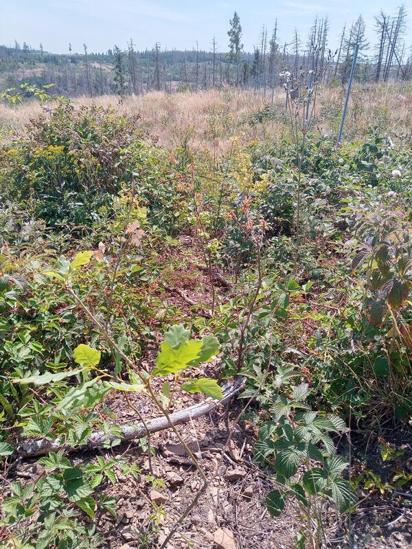 Viehweide Abt. 555 - Traubeneichen mit Hainbuchen 