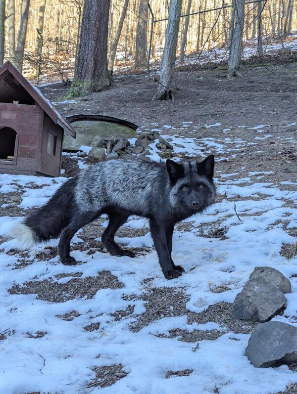 Silberfuchs