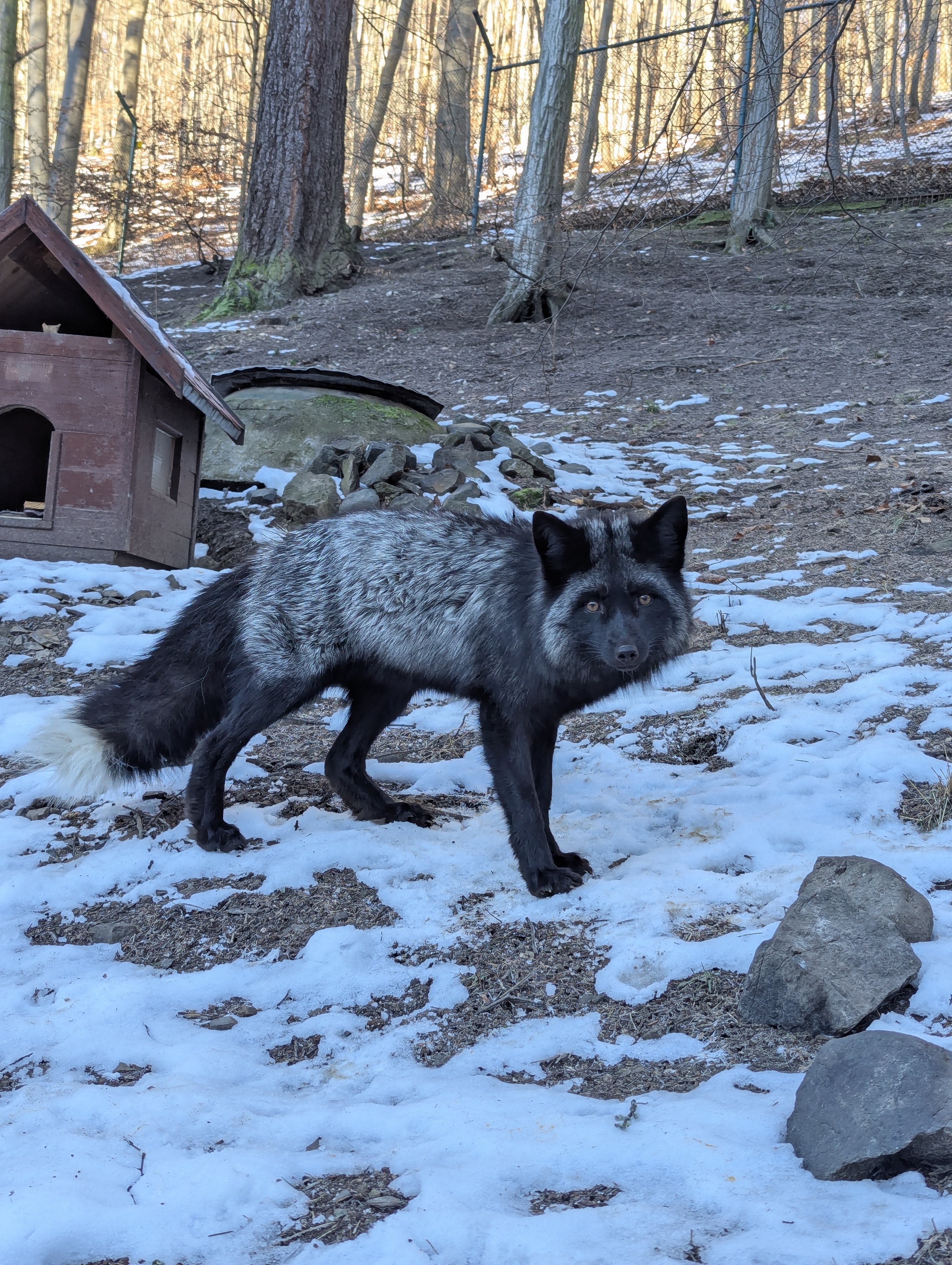 Silberfuchs