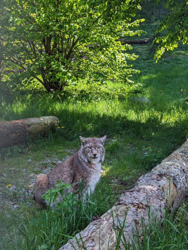 Luchsin im Wildpark Christianental