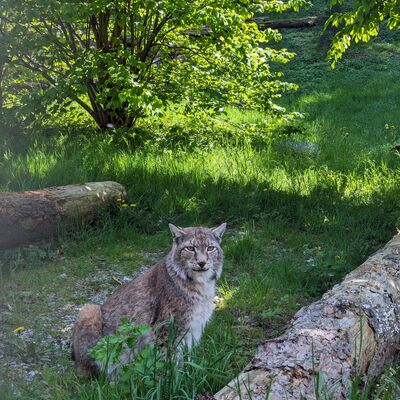 Luchsin im Wildpark Christianental