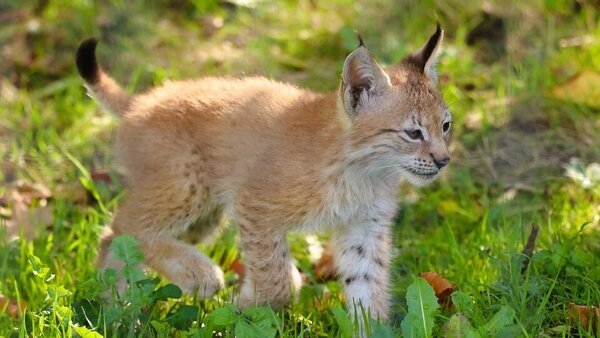 Bild vergr&ouml;&szlig;ern: Luchs