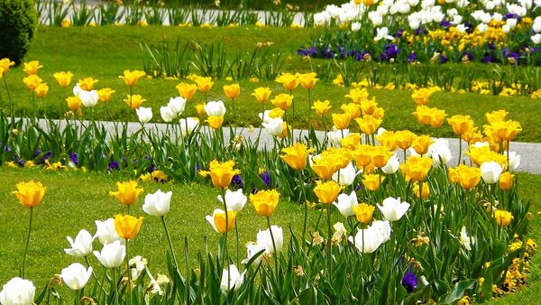 Bild vergr&ouml;&szlig;ern: Blumenbeet_Tulpen
