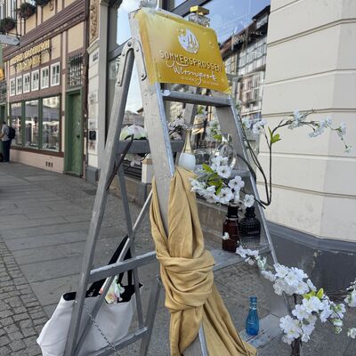 Bild vergr&ouml;&szlig;ern: Papillion