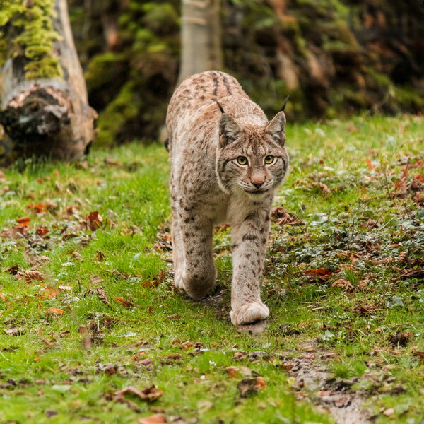 Bild vergrößern: Luchs copyright Hanna Meichau