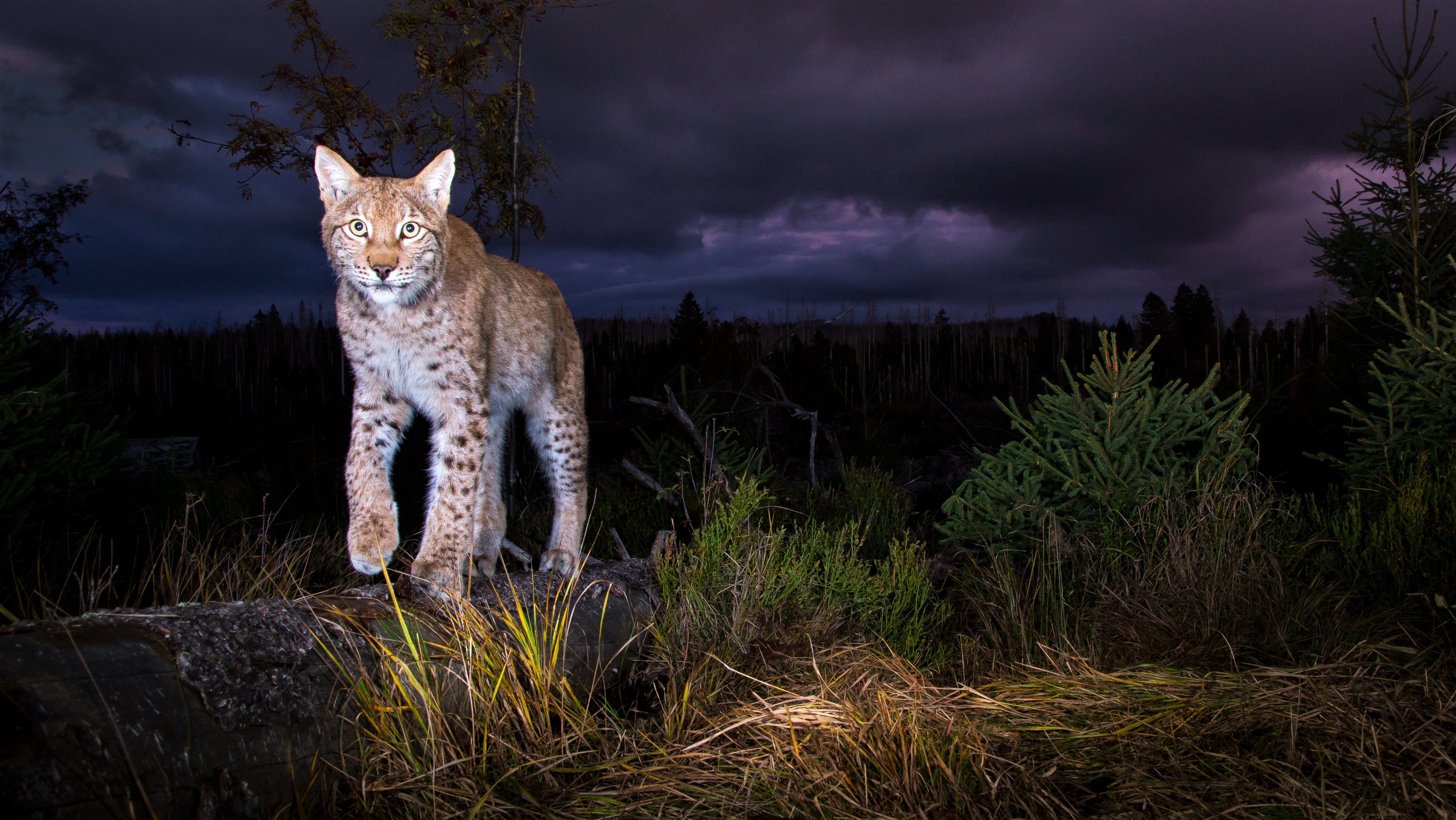 Harzer Luchs